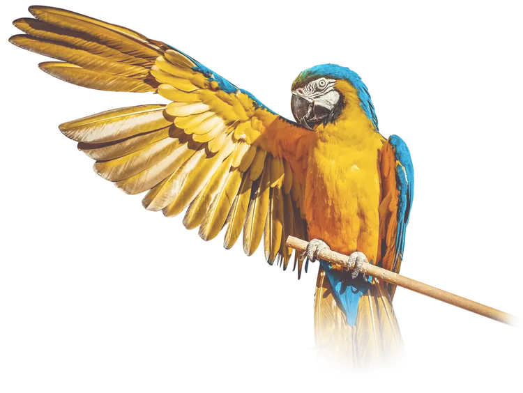 FordelHoldings Reserve Parrot